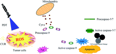 Graphical abstract: Evaluation of curcumin-mediated photodynamic therapy on the reverse of multidrug resistance in tumor cells