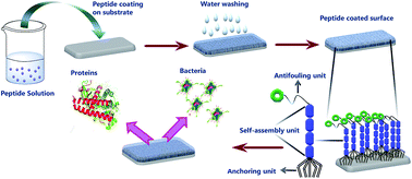 Graphical abstract: The design and development of short peptide-based novel smart materials to prevent fouling by the formation of non-toxic and biocompatible coatings