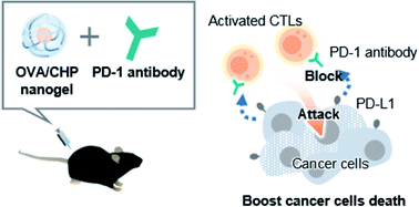 Graphical abstract: Synergistic anti-tumor efficacy by combination therapy of a self-assembled nanogel vaccine with an immune checkpoint anti-PD-1 antibody