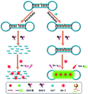 Graphical abstract: A unimolecular DNA fluorescent probe for determination of copper ions based on click chemistry
