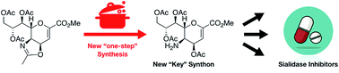 Graphical abstract: The acidic hydrolysis of N-acetylneuraminic 4,5-oxazoline allows a direct functionalization of the C5 position of Neu5Ac2en (DANA)