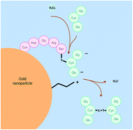 Graphical abstract: A novel nanozyme based on selenopeptide-modified gold nanoparticles with a tunable glutathione peroxidase activity