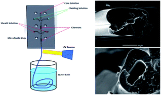 Graphical abstract: Manufacturing of poly(ethylene glycol diacrylate)-based hollow microvessels using microfluidics