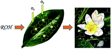 Graphical abstract: Graphene oxide–iridium nanocatalyst for the transformation of benzylic alcohols into carbonyl compounds