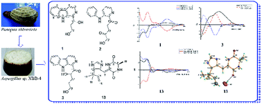 Graphical abstract: Cytotoxic alkaloids from the marine shellfish-associated fungus Aspergillus sp. XBB-4 induced by an amino acid-directed strategy