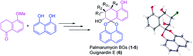 Graphical abstract: Total synthesis of Palmarumycin BGs, C1 and Guignardin E