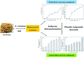 Graphical abstract: Bioprocessing of soybeans (Glycine max L.) by solid-state fermentation with Eurotium cristatum YL-1 improves total phenolic content, isoflavone aglycones, and antioxidant activity