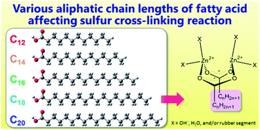 Graphical abstract: Effect of fatty acids on the accelerated sulfur vulcanization of rubber by active zinc/carboxylate complexes