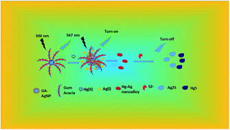 Graphical abstract: Gum acacia-based silver nanoparticles as a highly selective and sensitive dual nanosensor for Hg(ii) and fluorescence turn-off sensor for S2− and malachite green detection