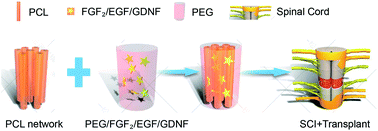 Graphical abstract: Novel cytokine-loaded PCL-PEG scaffold composites for spinal cord injury repair
