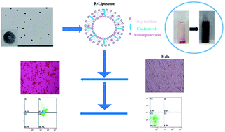 Graphical abstract: Preparation and evaluation of a Rubropunctatin-loaded liposome anticancer drug carrier