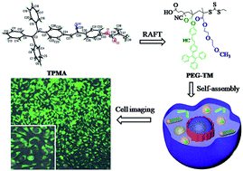 Graphical abstract: An acrylate AIE-active dye with a two-photon fluorescent switch for fluorescent nanoparticles by RAFT polymerization: synthesis, molecular structure and application in cell imaging