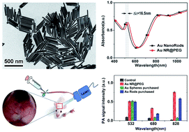 Graphical abstract: PEGylated gold nanorods with a broad absorption band in the first near-infrared window for in vivo multifunctional photoacoustic imaging