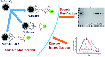 Graphical abstract: Synthesis of magnetic nanoparticles with an IDA or TED modified surface for purification and immobilization of poly-histidine tagged proteins