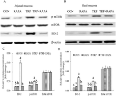 Graphical abstract: Tryptophan promoted β-defensin-2 expression via the mTOR pathway and its metabolites: kynurenine banding to aryl hydrocarbon receptor in rat intestine