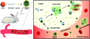 Graphical abstract: IL-6-targeted ultrasmall superparamagnetic iron oxide nanoparticles for optimized MRI detection of atherosclerotic vulnerable plaques in rabbits