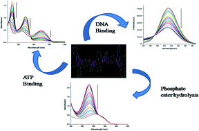 Graphical abstract: Binuclear and tetranuclear Zn(ii) complexes with thiosemicarbazones: synthesis, X-ray crystal structures, ATP-sensing, DNA-binding, phosphatase activity and theoretical calculations