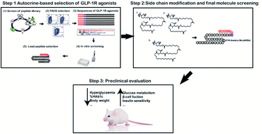 Graphical abstract: Retracted Article: Novel fatty chain-modified GLP-1R G-protein biased agonist exerts prolonged anti-diabetic effects through targeting receptor binding sites