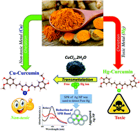 Graphical abstract: A combined spectroscopic and ab initio study of the transmetalation of a polyphenol as a potential purification strategy for food additives