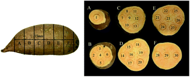 Graphical abstract: Application of hyperspectral imaging for spatial prediction of soluble solid content in sweet potato