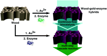 Graphical abstract: Enzyme immobilization inside the porous wood structure: a natural scaffold for continuous-flow biocatalysis