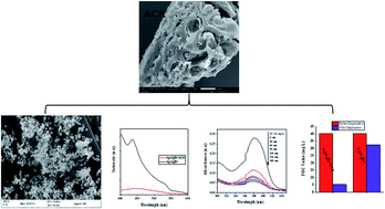 Graphical abstract: Three-dimensional hierarchical porous carbon structure derived from pinecone as a potential catalyst support in catalytic remediation of antibiotics