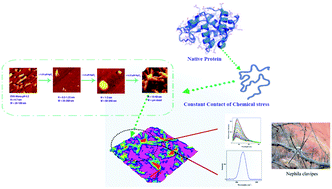 Graphical abstract: Unravelling the fibrillation mechanism of ovalbumin in the presence of mercury at its isoelectric pH