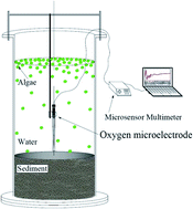 Graphical abstract: Regulation of nitrogen dynamics at the sediment–water interface during HAB degradation and subsequent reoccurrence