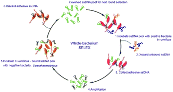 Graphical abstract: Isolation ssDNA aptamers specific for both live and viable but nonculturable state Vibrio vulnificus using whole bacteria-SEILEX technology