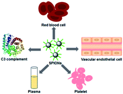 Graphical abstract: The effect of size and surface ligands of iron oxide nanoparticles on blood compatibility