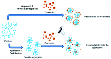 Graphical abstract: Self-assembled hydrophobic Ala-Aib peptide encapsulating curcumin: a convenient system for water insoluble drugs