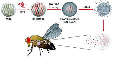 Graphical abstract: Enteric pH responsive cargo release from PDA and PEG coated mesoporous silica nanoparticles: a comparative study in Drosophila melanogaster