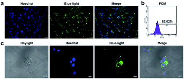 Graphical abstract: CpG oligodeoxynucleotides inhibit the proliferation and osteoclastic differentiation of RAW264.7 cells