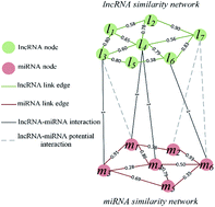 Graphical abstract: Heterogeneous graph inference based on similarity network fusion for predicting lncRNA–miRNA interaction
