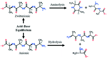 Graphical abstract: Reaction pathways and kinetics for tetra-alanine in hot, compressed liquid water