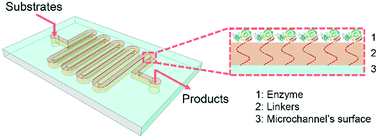 Graphical abstract: Microfluidic immobilized enzyme reactors for continuous biocatalysis