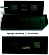 Graphical abstract: One-step photostructuring of multiple hydrogel arrays for compartmentalized enzyme reactions in microfluidic devices