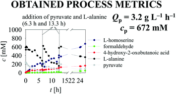 Graphical abstract: Cascade enzymatic synthesis of l-homoserine – mathematical modelling as a tool for process optimisation and design