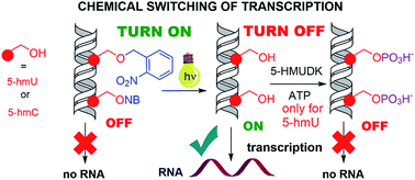 Graphical abstract: Switching transcription with bacterial RNA polymerase through photocaging, photorelease and phosphorylation reactions in the major groove of DNA