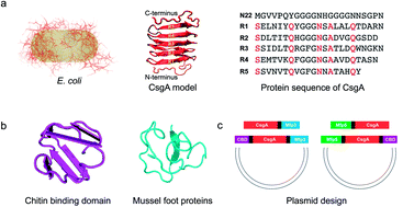 Graphical abstract: Modular genetic design of multi-domain functional amyloids: insights into self-assembly and functional properties