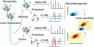 Graphical abstract: Probing N-glycoprotein microheterogeneity by lectin affinity purification-mass spectrometry analysis
