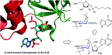 Graphical abstract: A synthetic cyclitol-nucleoside conjugate polyphosphate is a highly potent second messenger mimic