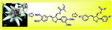 Graphical abstract: Leoligin-inspired synthetic lignans with selectivity for cell-type and bioactivity relevant for cardiovascular disease