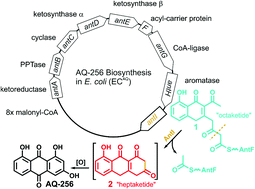 Graphical abstract: Molecular mechanism of polyketide shortening in anthraquinone biosynthesis of Photorhabdus luminescens