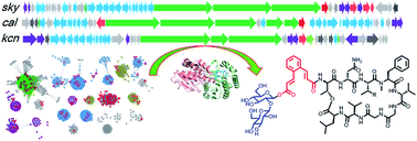 Graphical abstract: Genome mining and biosynthesis of kitacinnamycins as a STING activator