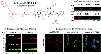 Graphical abstract: Fluorescent probes towards selective cathepsin B detection and visualization in cancer cells and patient samples