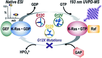 Graphical abstract: Investigation of GTP-dependent dimerization of G12X K-Ras variants using ultraviolet photodissociation mass spectrometry