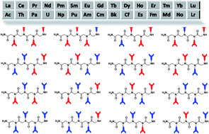 Graphical abstract: Combinatorial design of multimeric chelating peptoids for selective metal coordination