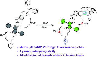 Graphical abstract: Diketopyrrolopyrrole-based fluorescence probes for the imaging of lysosomal Zn2+ and identification of prostate cancer in human tissue