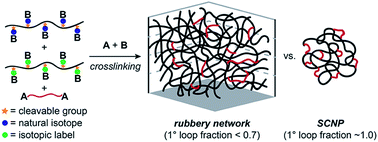 Graphical abstract: Counting loops in sidechain-crosslinked polymers from elastic solids to single-chain nanoparticles